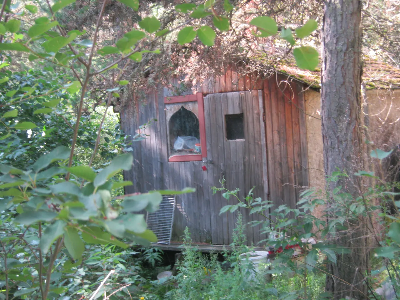 tree planting shack cottage in woods.JPG