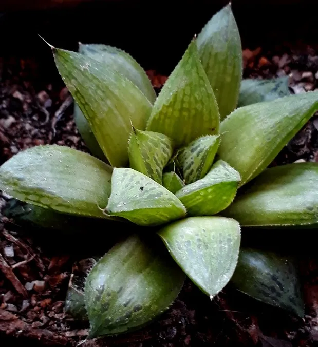 Haworthia Retusa var suberecta.jpg