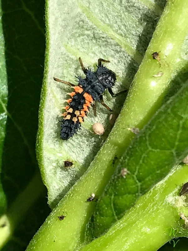 nature-photography-milkweed-larvae-3.jpg