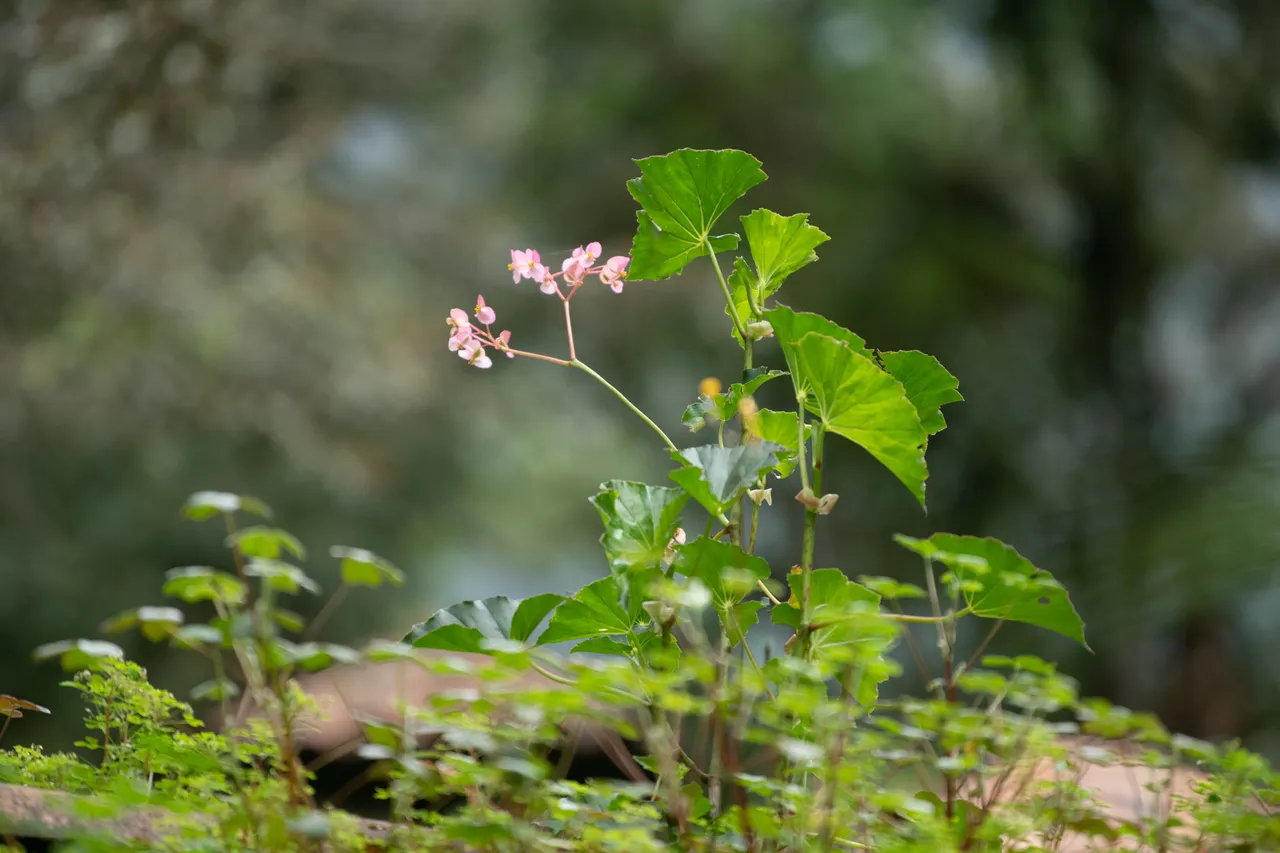 PeruFlowers-MikeBryantPhotography-25.jpg