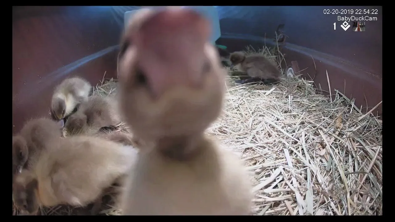 BabyDuckCamTake2_4728650202412476836.jpg