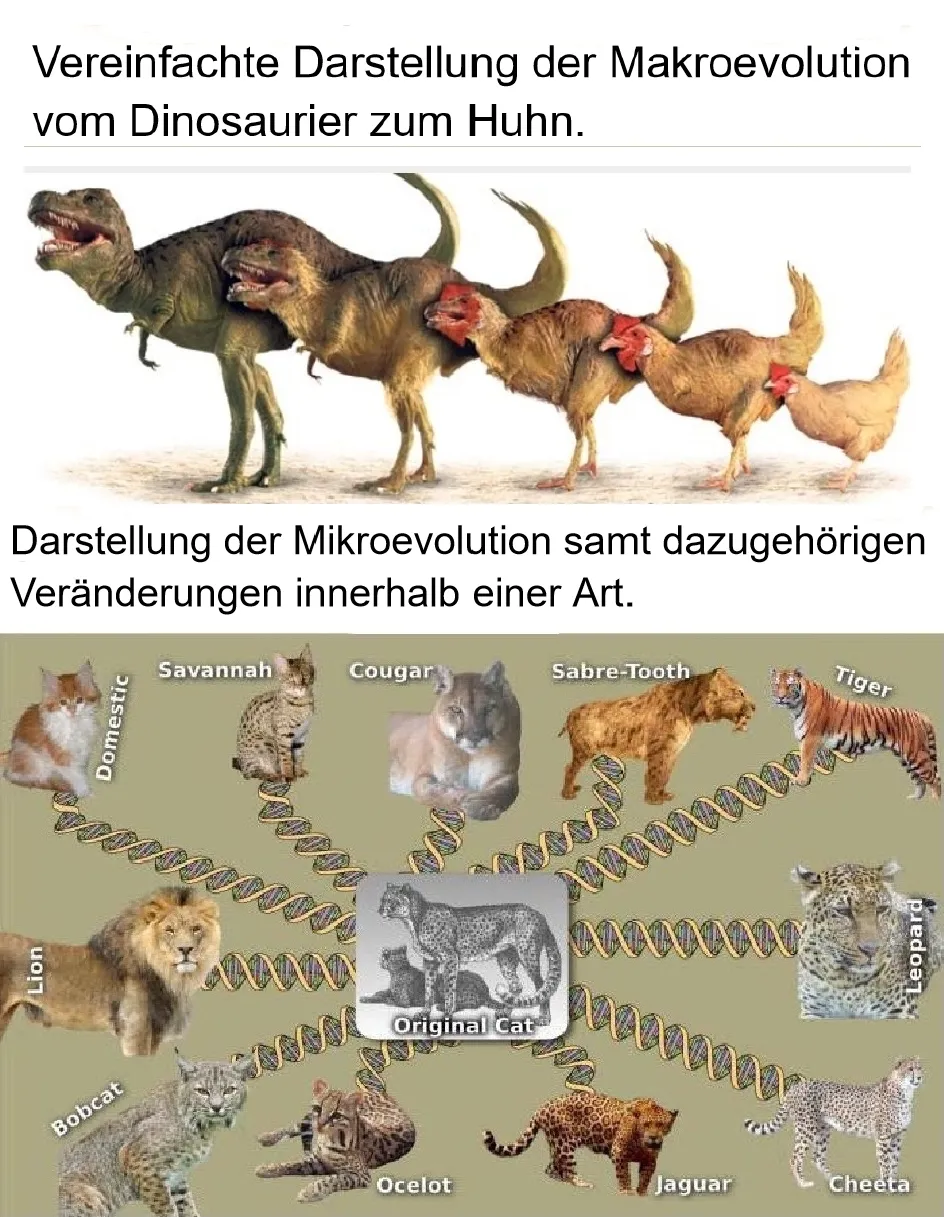 Mikroevolution VS Makroevolution.jpg