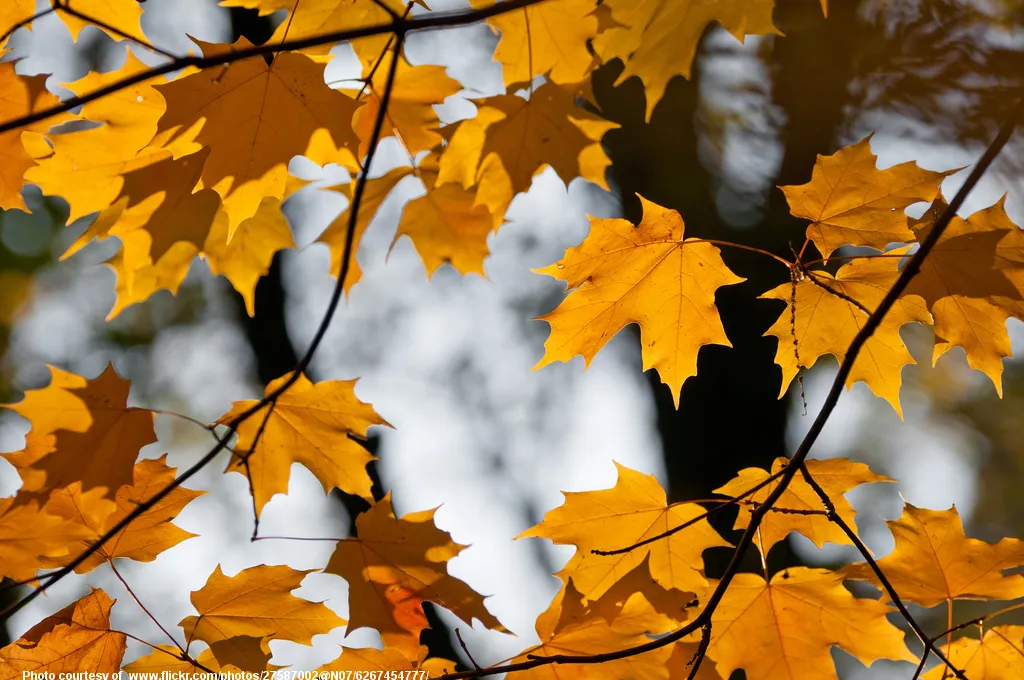 Yellow-OrangeAutumnLeaves-001-110418.jpg