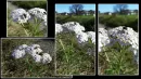 thumbnail collage yarrow flies.png