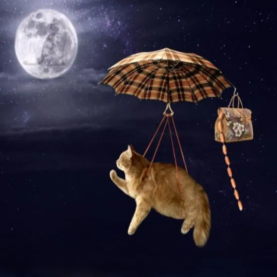 cat moon envision adventure111.jpg