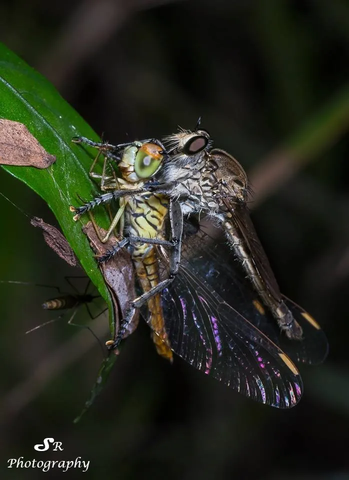 Robberfly with Dragonfly catch.jpg