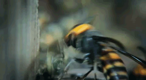 8ECE7B57-06ED-466B-9C27-4E0715608718.gif