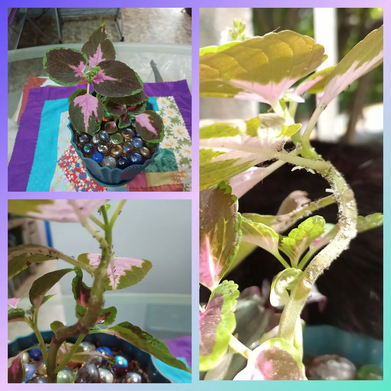 InCollage_20230814_194934044.jpg
