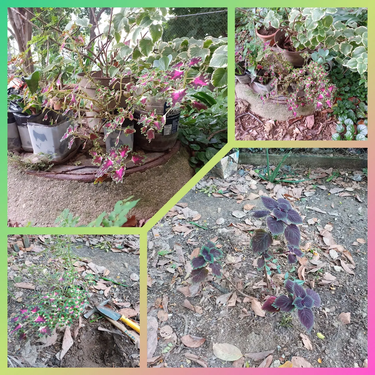InCollage_20230814_194021346.jpg