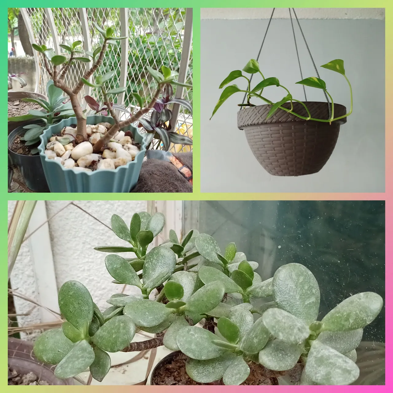 InCollage_20230814_195216041.jpg