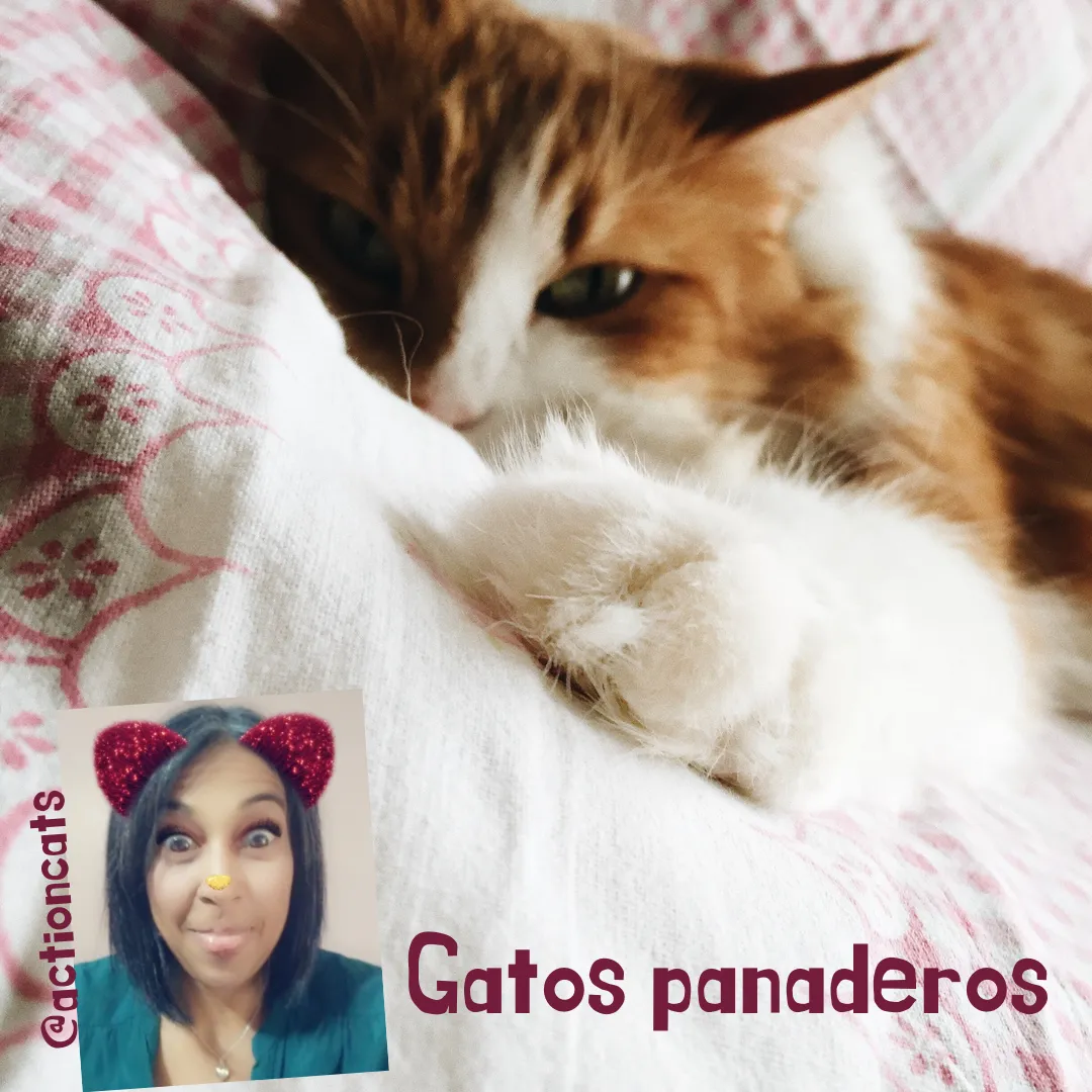 Gatos panaderos.png