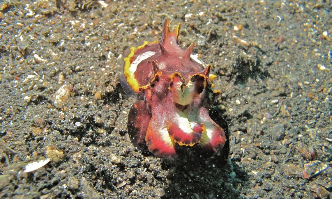 Flamboyant Cuttlefish Metasepia pfeffericredit Bernard DUPONT from FRANCE 2.0.jpg