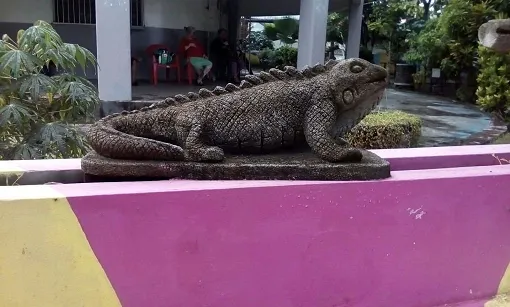 muelli iguana.png