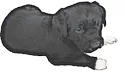 muelli's dog 2.png