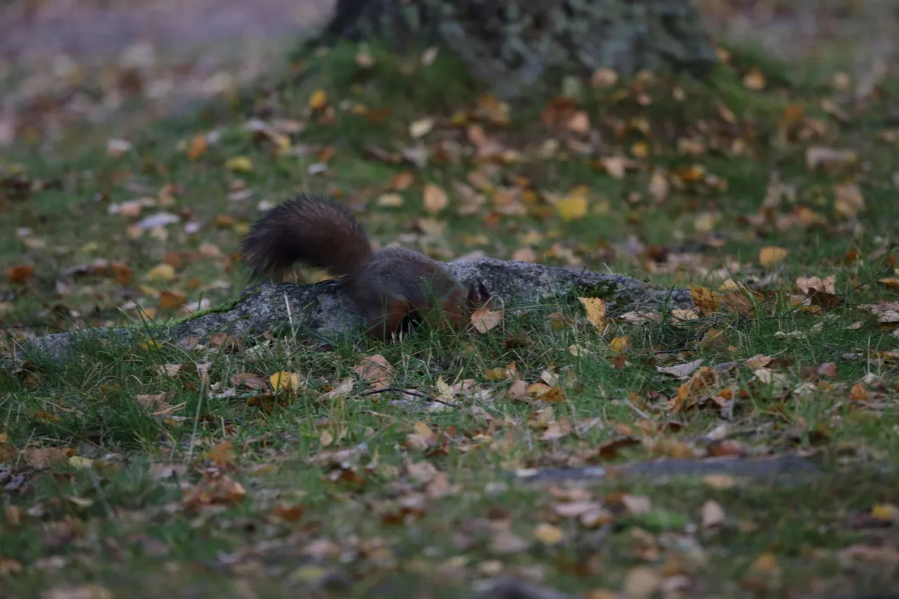 The squirrel hides the pinecone at a small stone