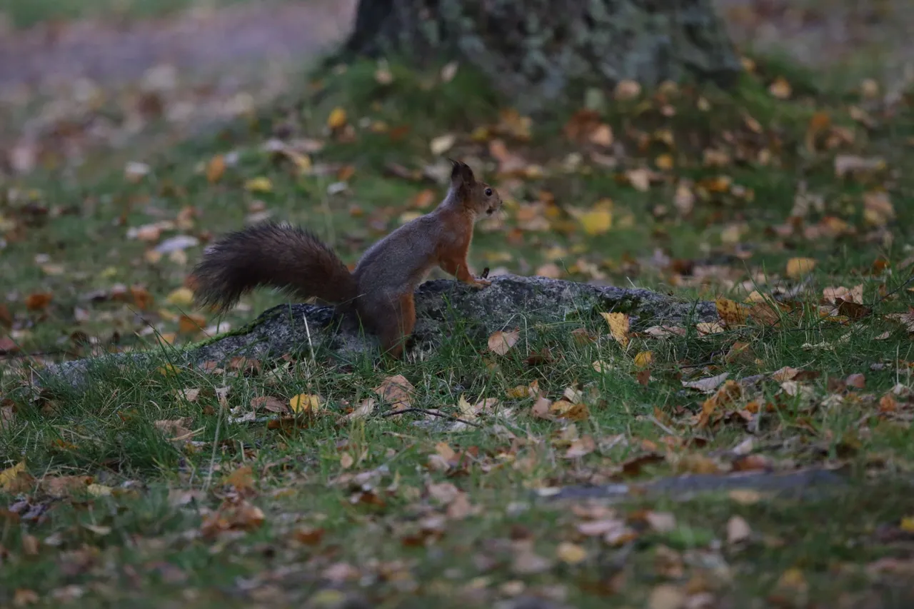 The squirrel now rises up without the pinecone