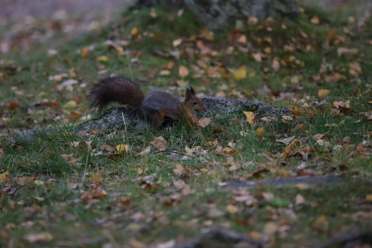 The squirrel now rises up without the pinecone