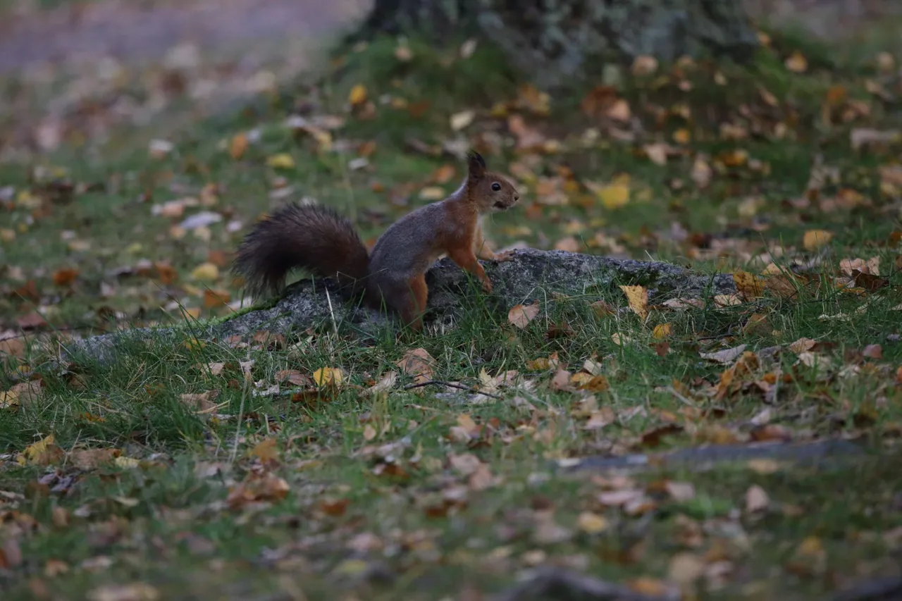 The squirrel now rises up without the pinecone