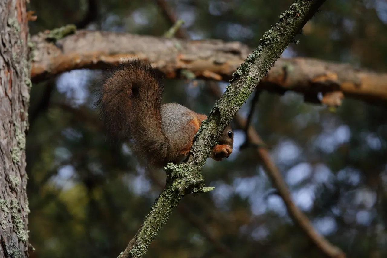 The squirrel is eating a pinecone