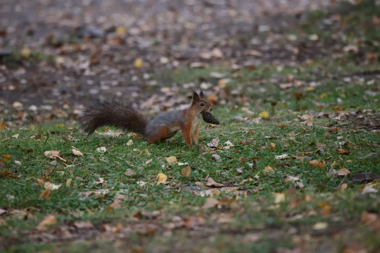 The squirrel is watching something while it has the pinecone in it's mouth