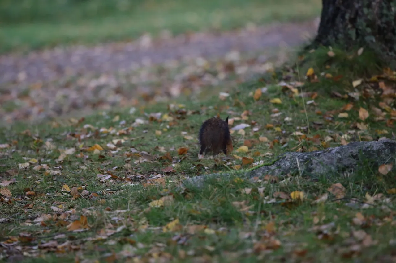 The squirrel is running away