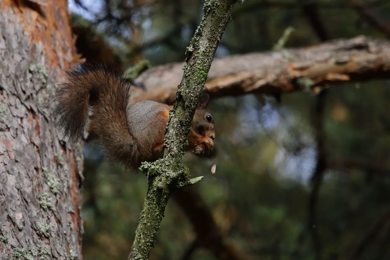 The squirrel is eating a pinecone