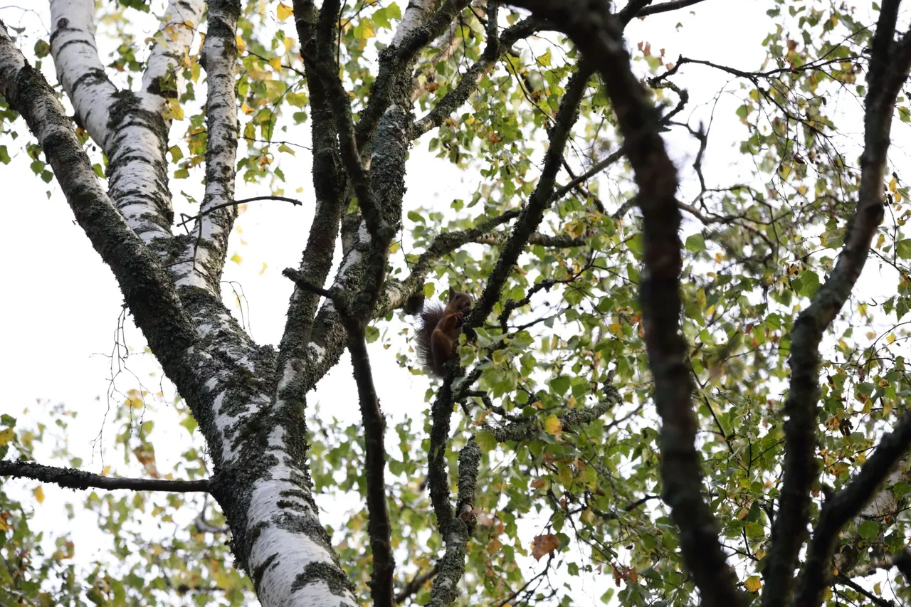 A squirrel is sitting in a tree, eating a pinecone