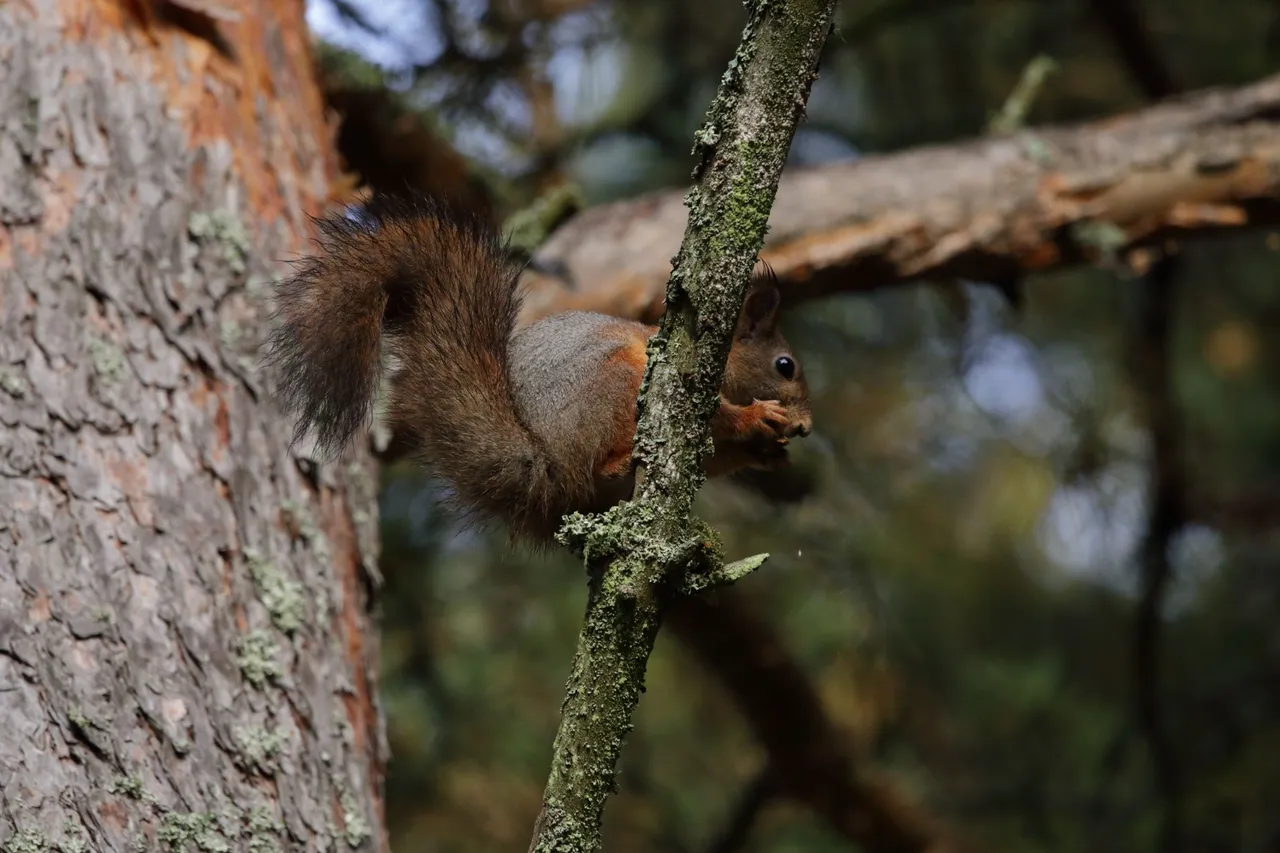 The squirrel is eating a pinecone