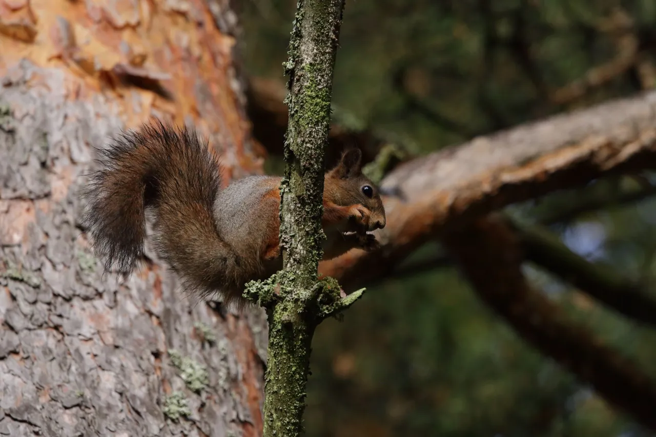 The squirrel is eating a pinecone