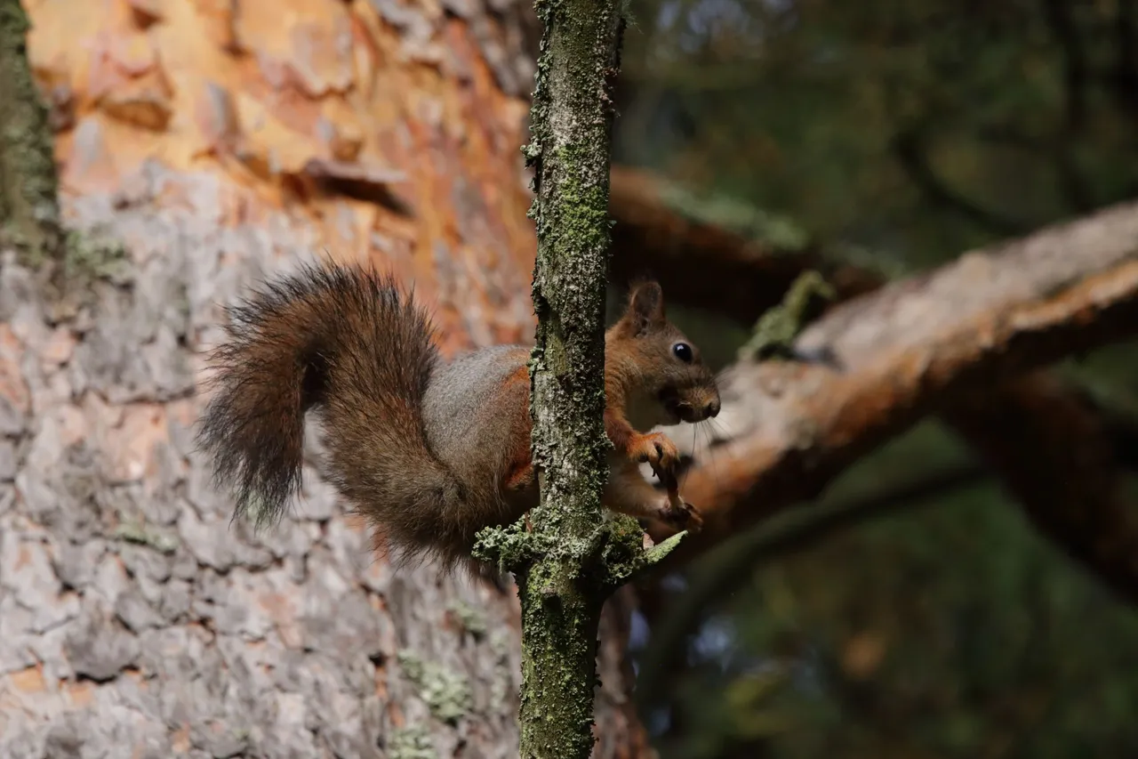 The pinecone has now been eaten.