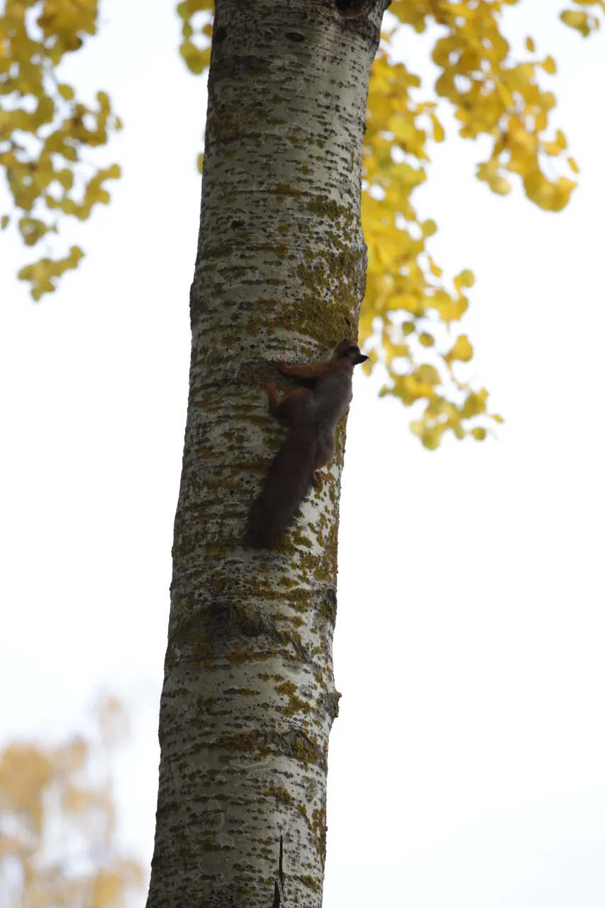 A squirrel climbing in a tree