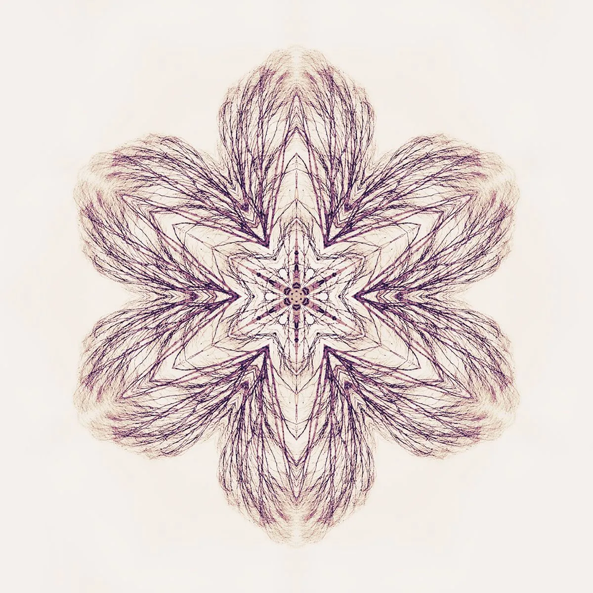 purpletree.jpg