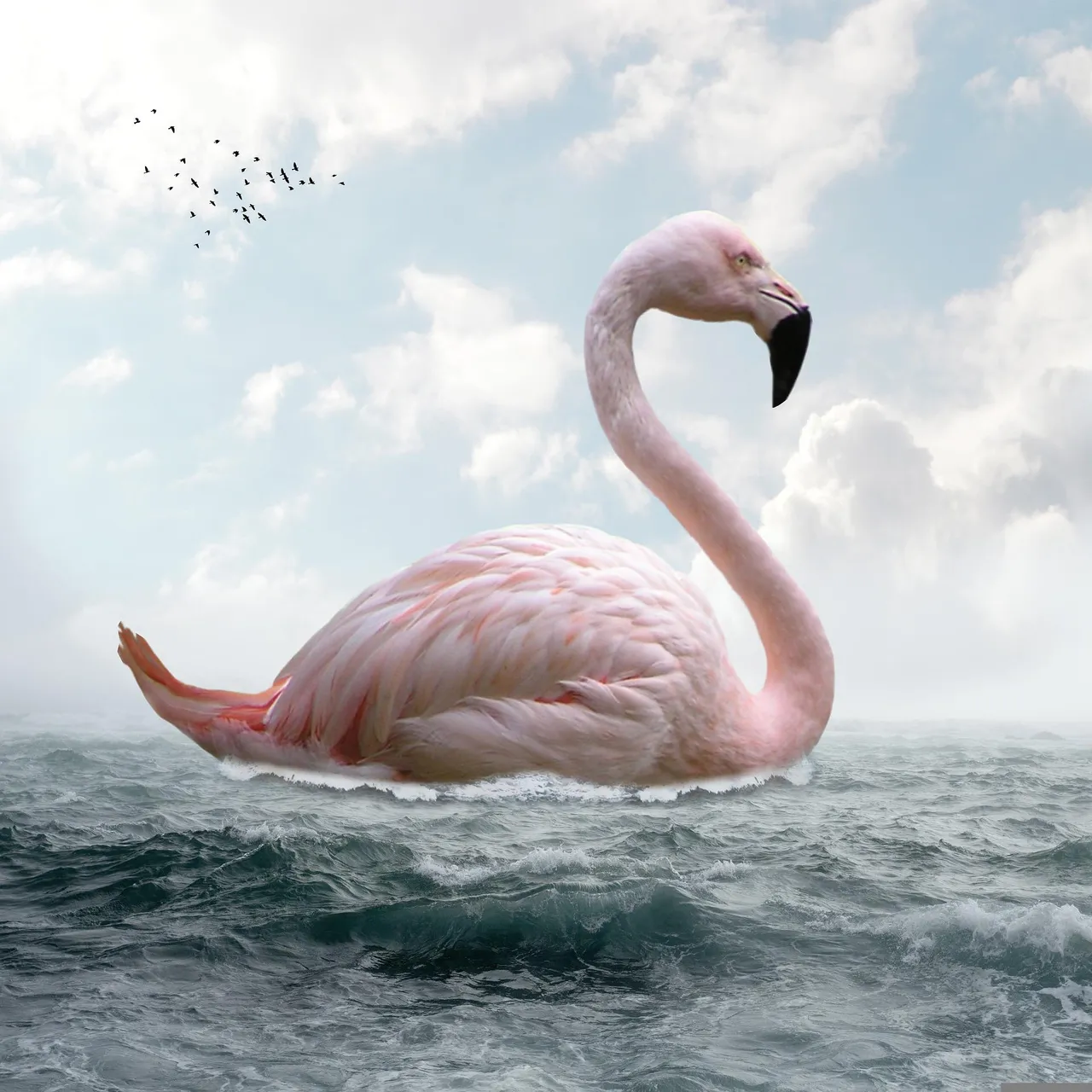 flamingo-5630076_1920.jpg