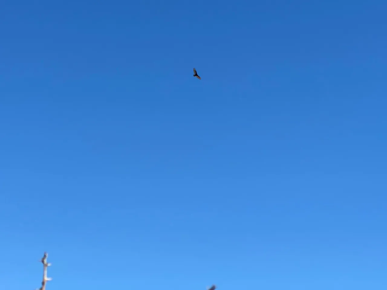 F062C097-4642-473D-B292-9CA7DA77E96B.jpeg