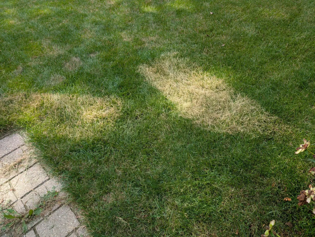 PXL_20250707_211756475.jpg