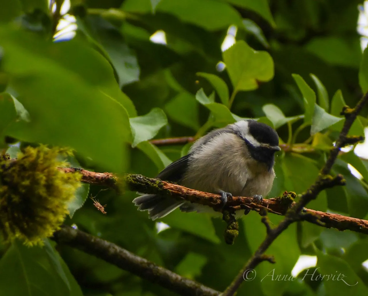 DSC_0458.JPG
