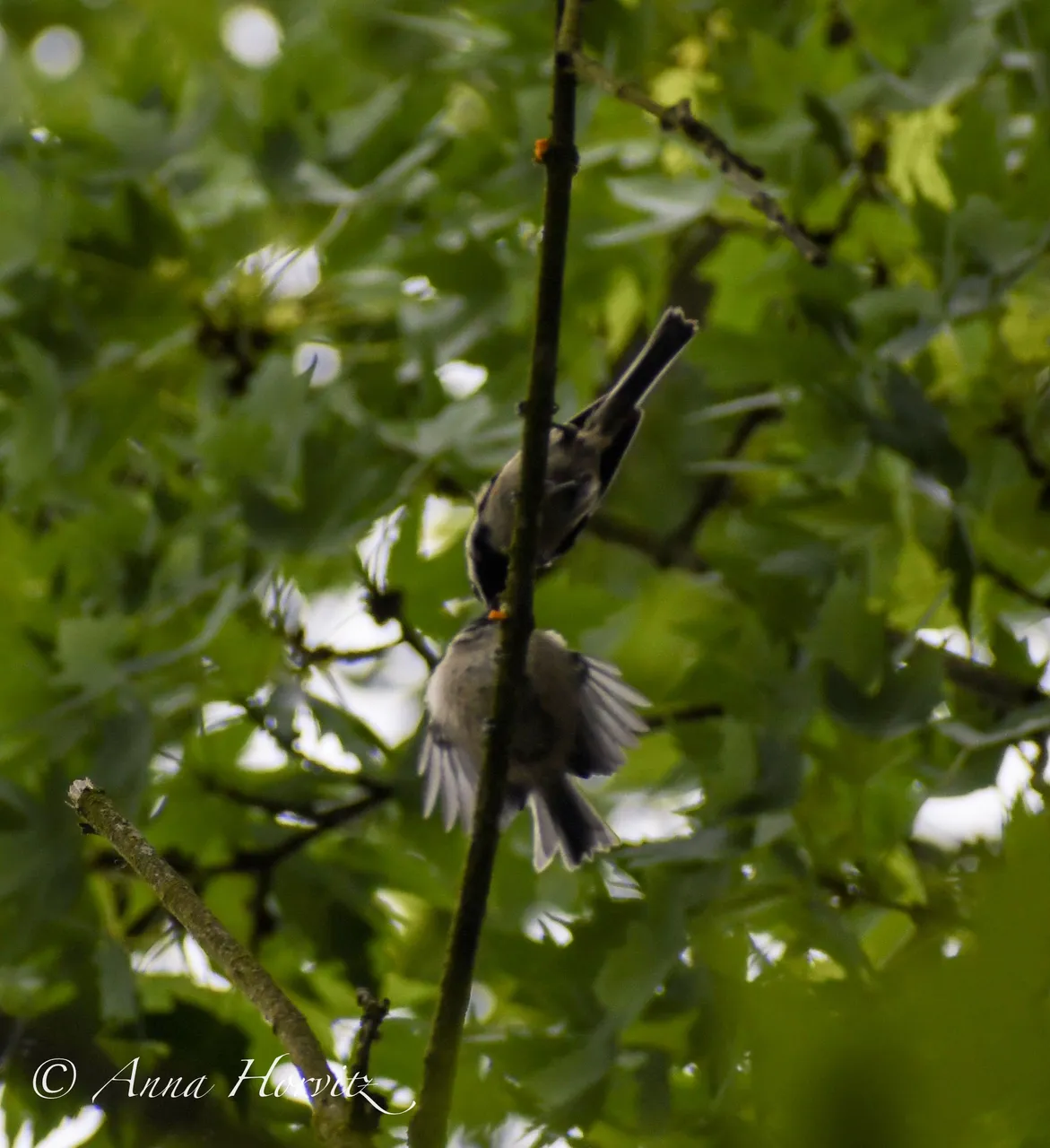 DSC_0494.JPG