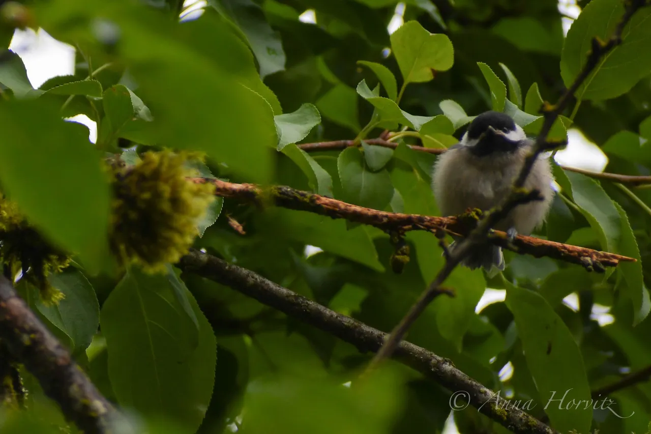 DSC_0469.JPG