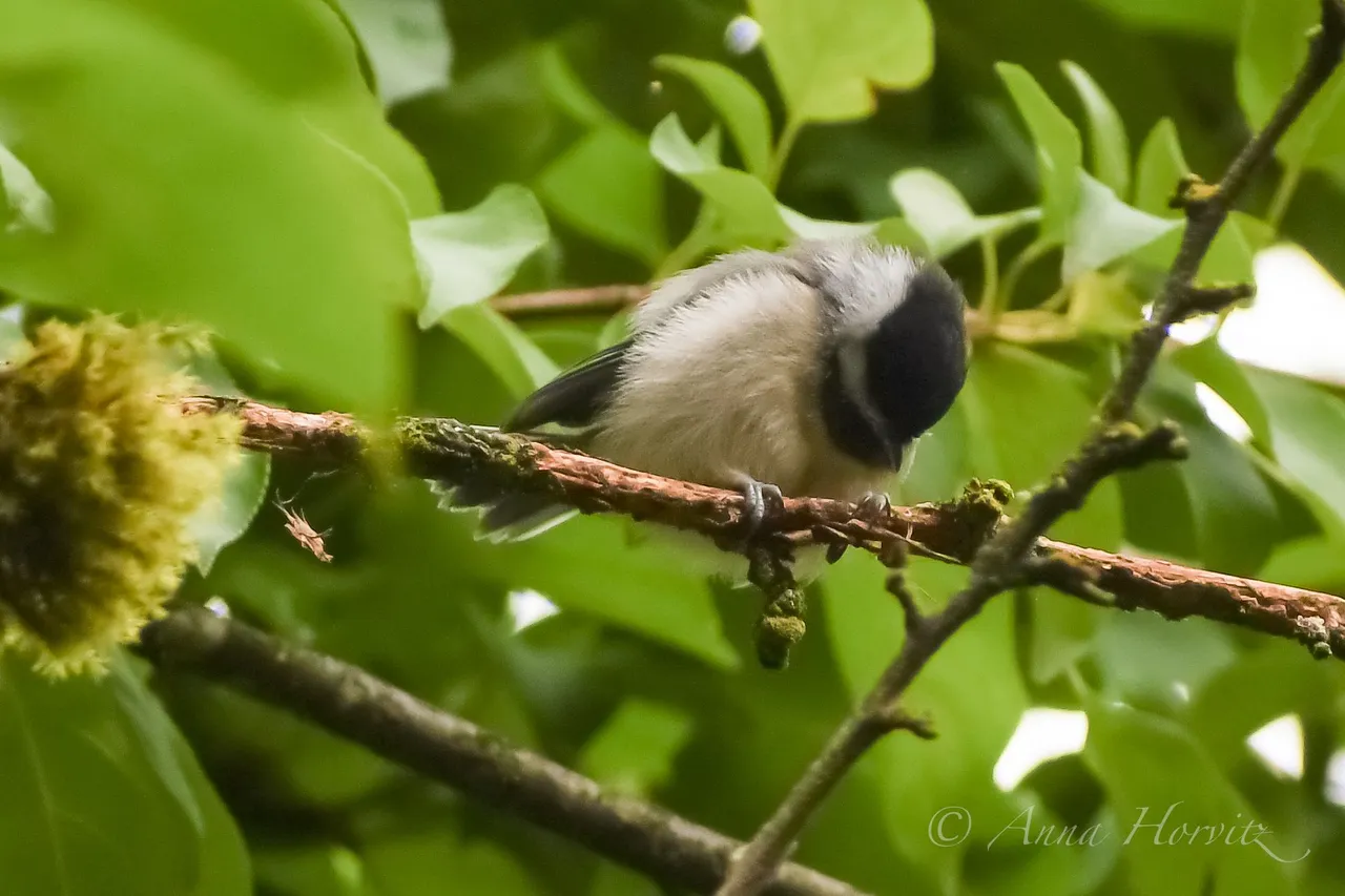 DSC_0456.JPG