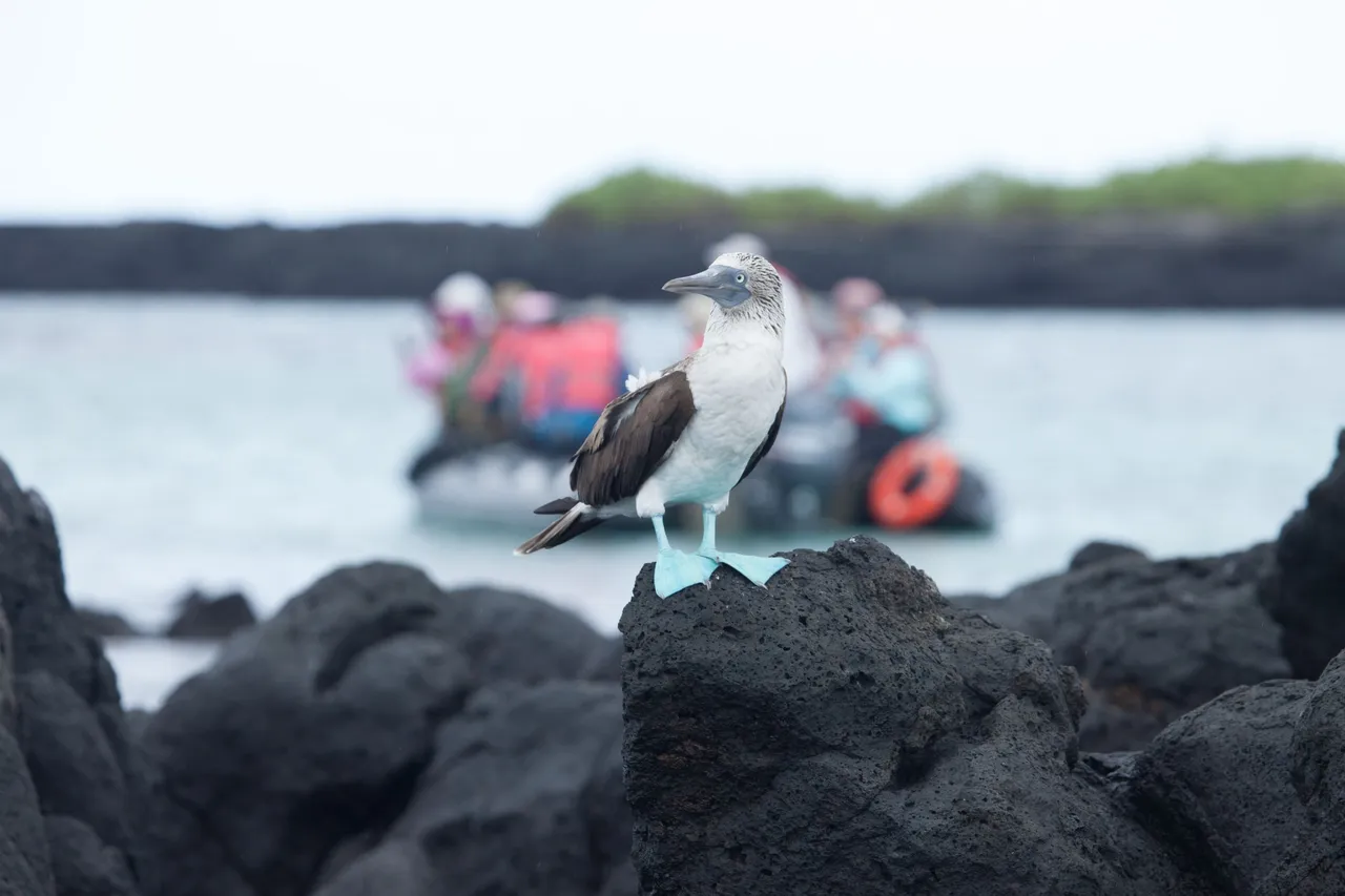 Galapagos Fernandina (19 of 49).jpg