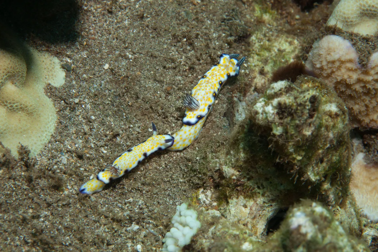 MalaDive (9 of 23).jpg