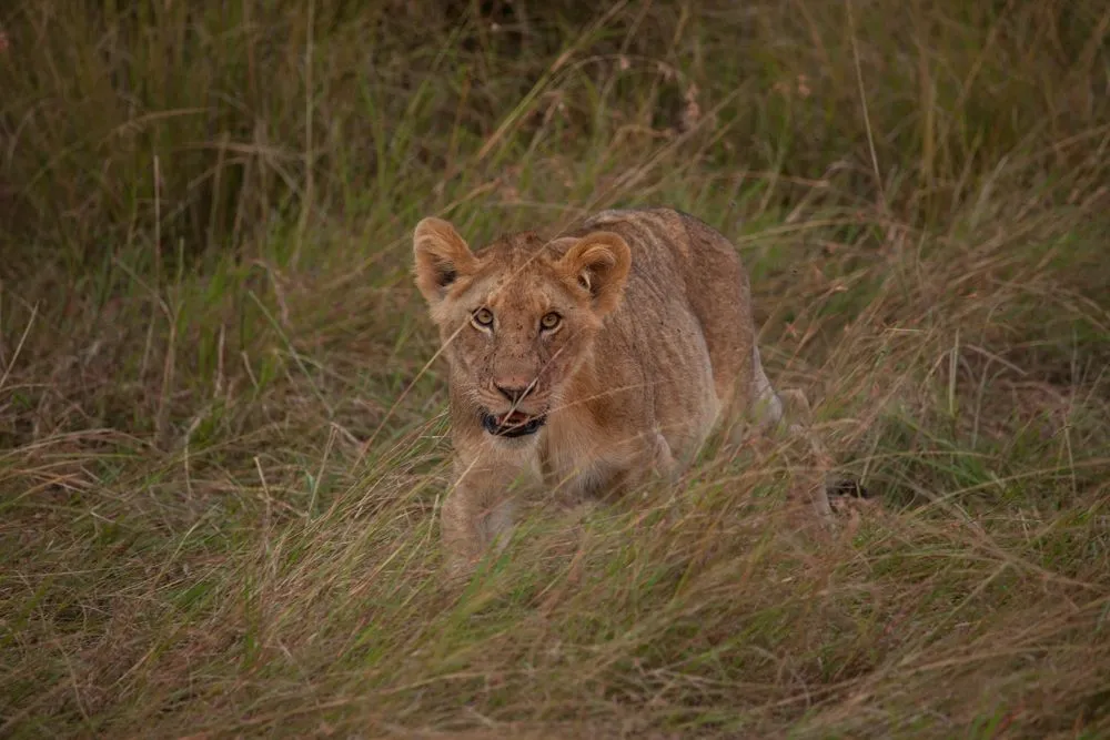 small  Amboseli Day 2 & Mara (99 of 101).jpg