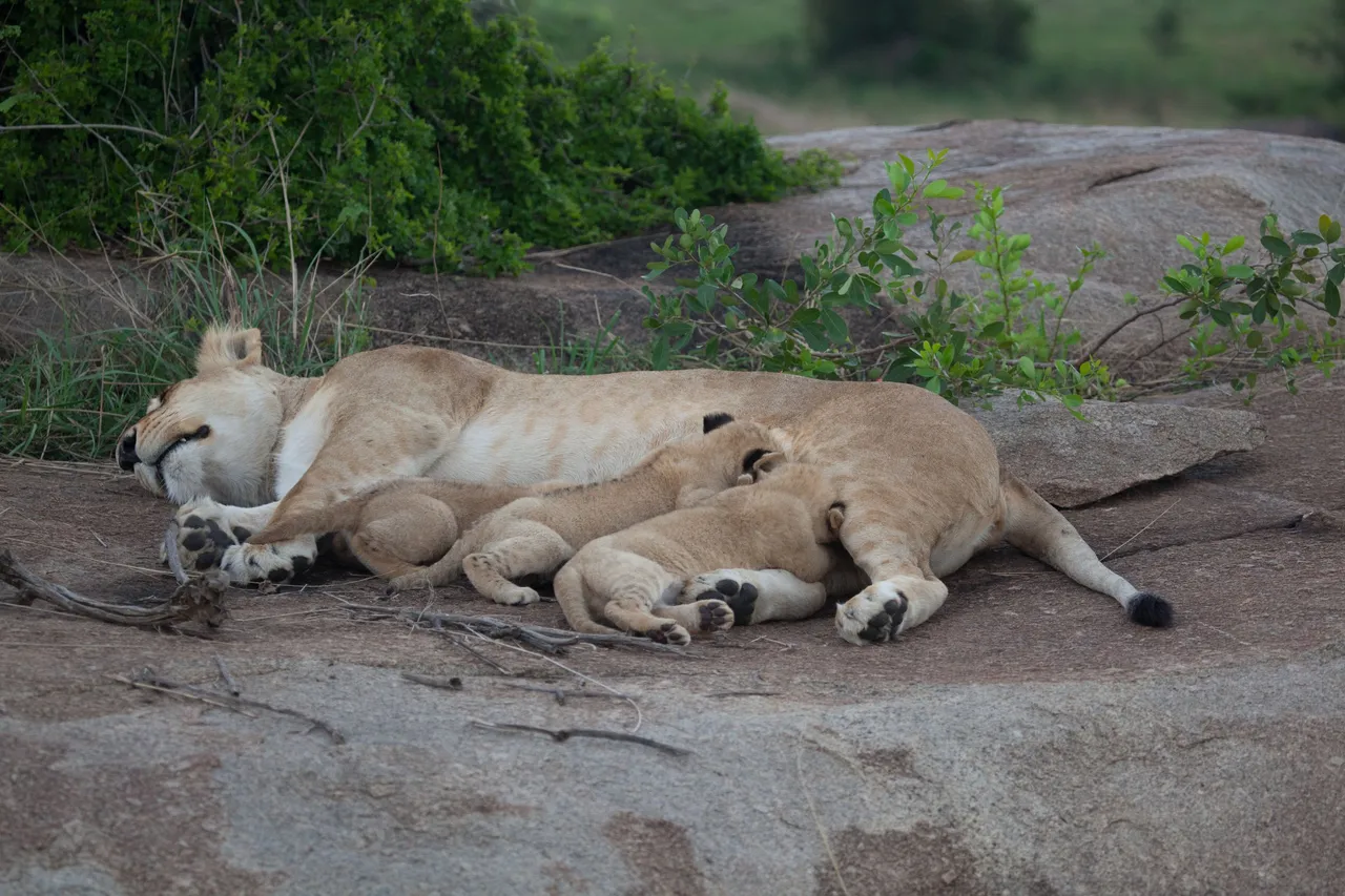 Day11 Serengeti (33 of 93).jpg