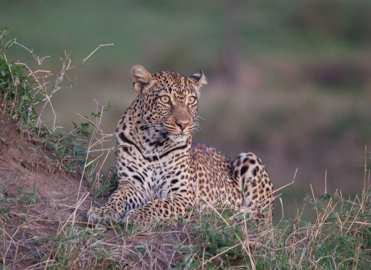 Day11 Serengeti (93 of 93).jpg