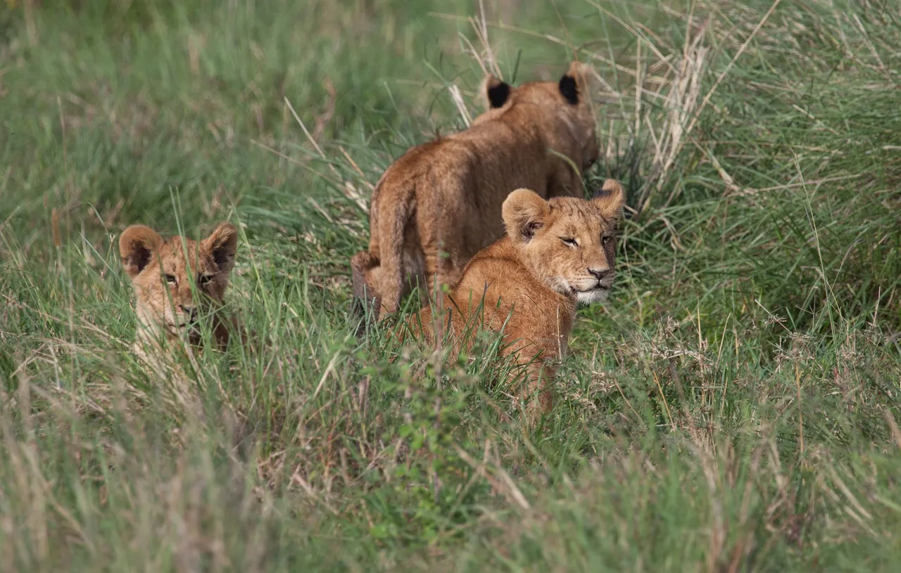 Day9 Mara Lion Safari Early (49 of 98).jpg