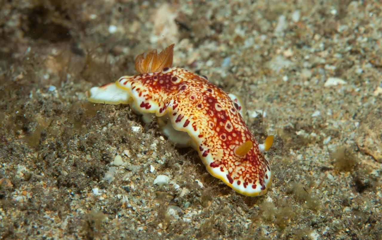 Ulua Dive (12 of 20).jpg
