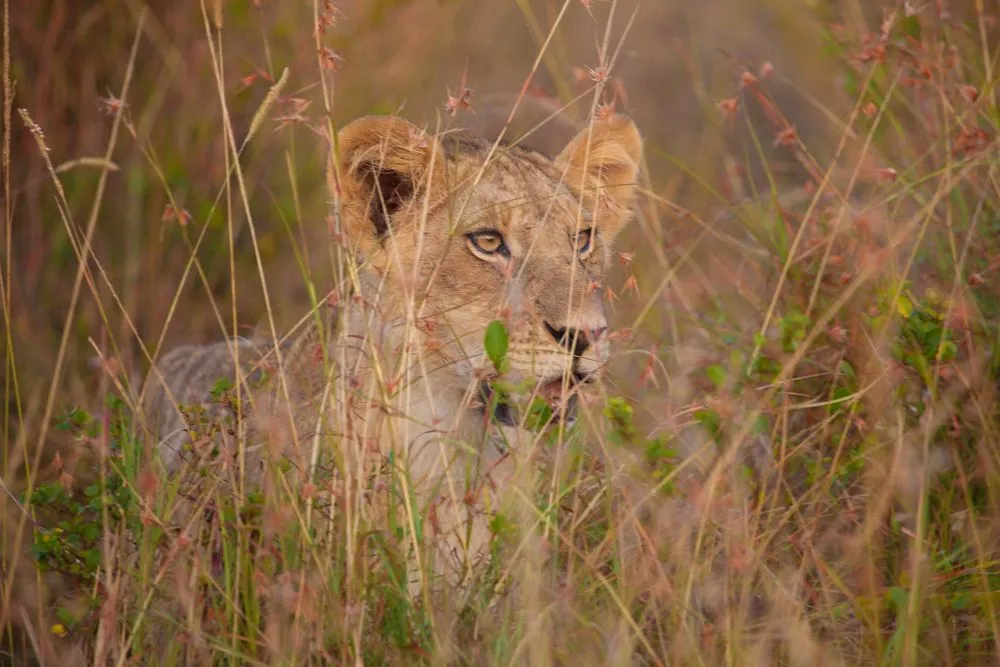 small Mara Day 2 (15 of 152).jpg