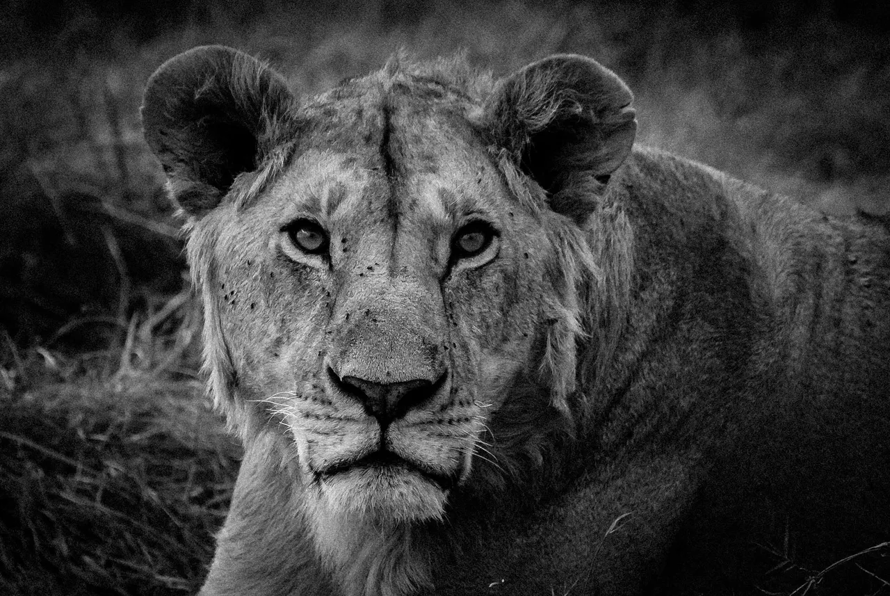 Africa Best (250 of 269).jpg