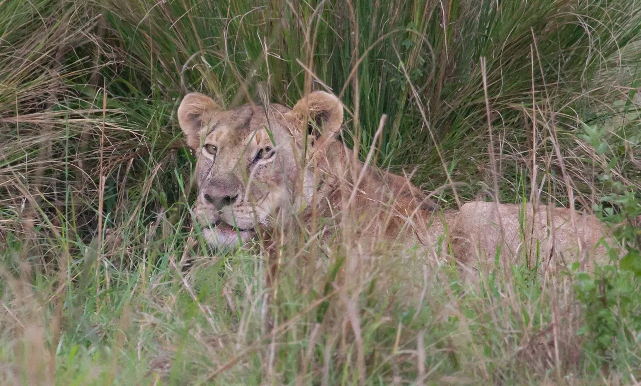 Day9 Mara Lion Safari Late (2 of 4).jpg