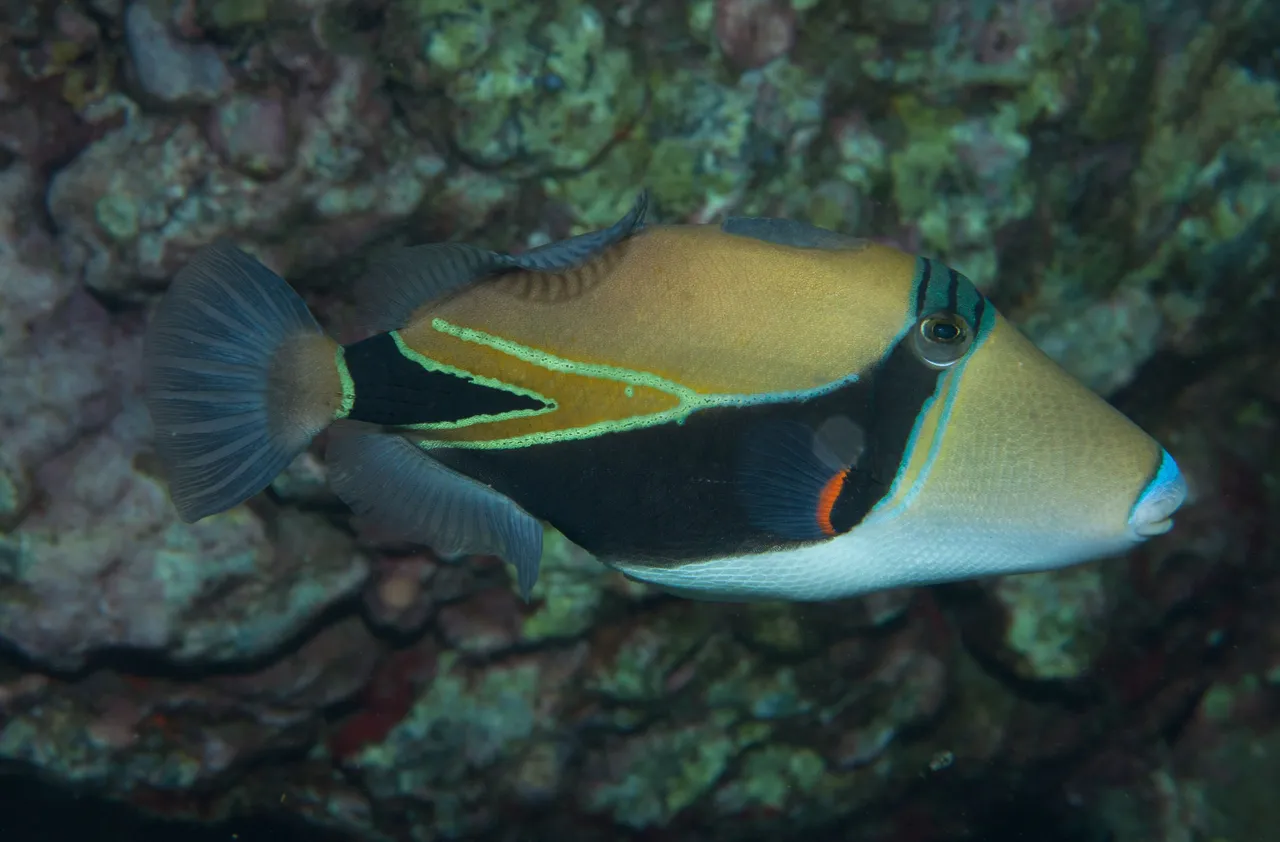 TurtleTownDive (8 of 44).jpg